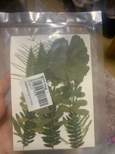 1 Pack Dried Leaves Flowers Green Plants For Resin Filling Decorations Silicone Mold Accessories photo review